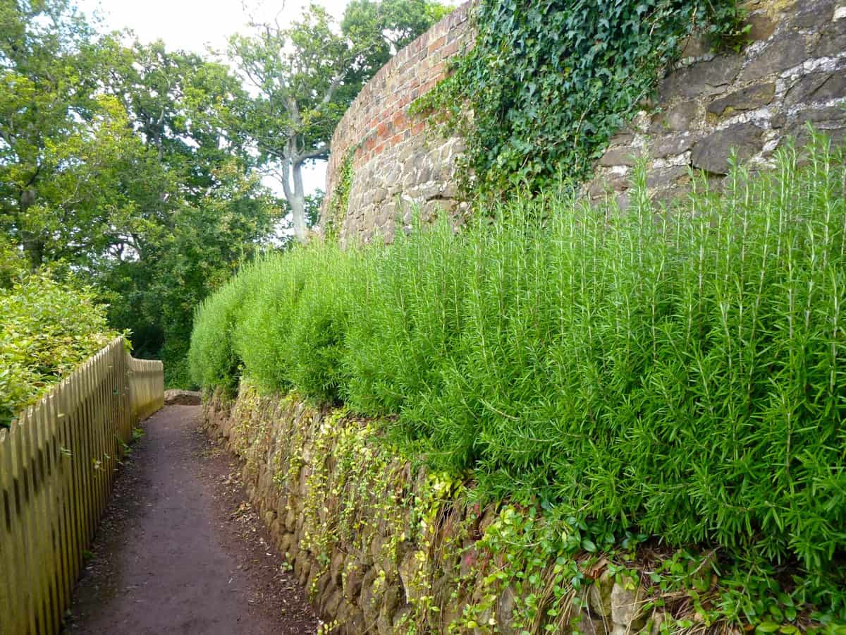 How To Grow A Rosemary Hedge (& 10 Reasons Why You Should)