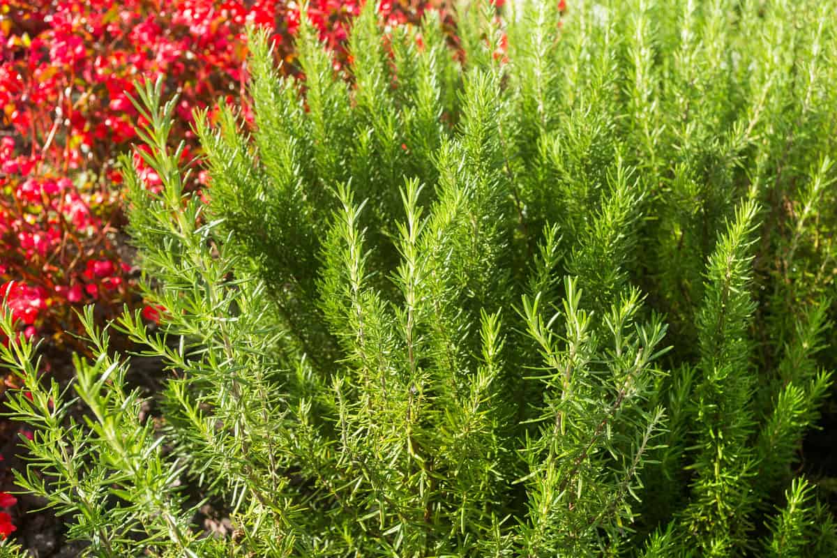 How To Grow A Rosemary Hedge (& 10 Reasons Why You Should)