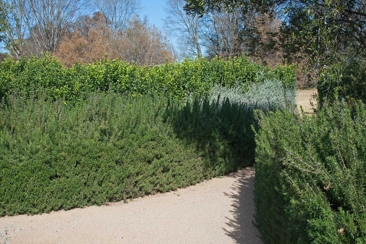 How To Grow A Rosemary Hedge (& 10 Reasons Why You Should)