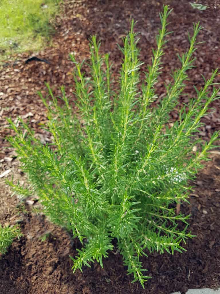 10 Reasons To Plant A Rosemary Hedge & How To Do It