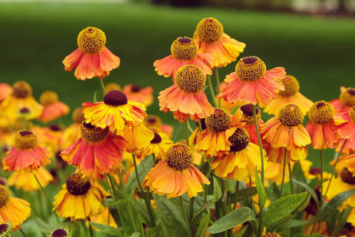 12 Fall Flowering Perennials to Brighten Up The Autumn Backyard