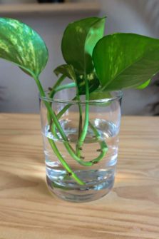 3 Steps To Propagate Pothos & 7 Mistakes Most People Make