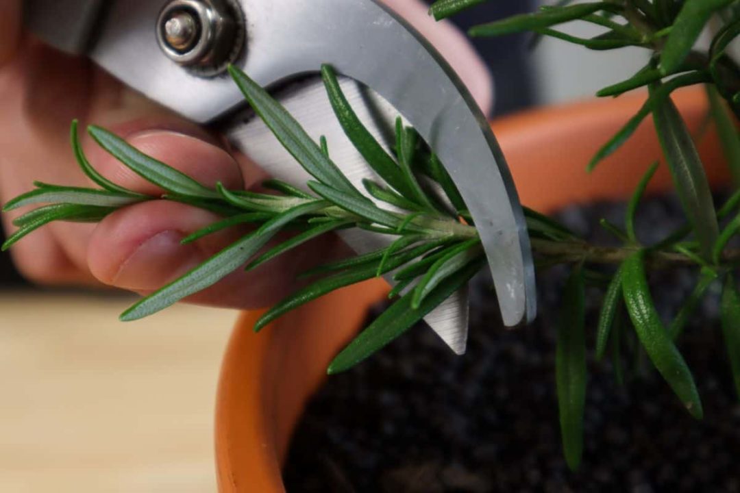 How & When To Prune Rosemary For Big, Bushy Plants