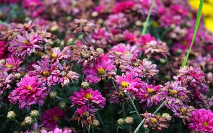 Deadheading Mums + More Tips To Make Chrysanthemums Last Longer