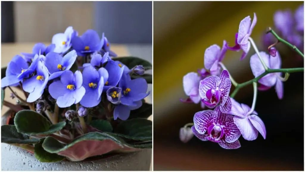 16 Indoor Flowering Plants for 2023 — Top Houseplant Flowers
