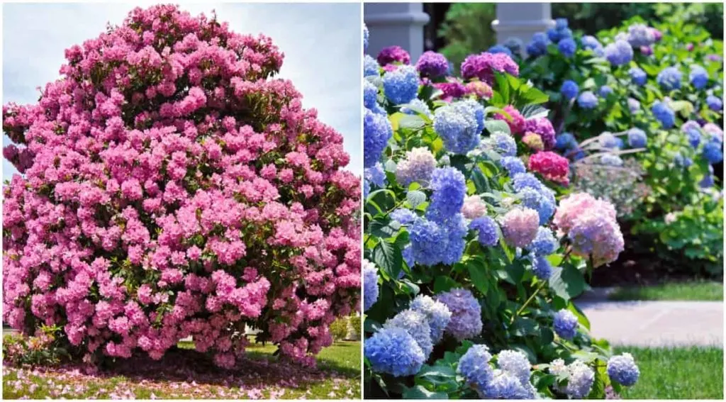 14 Front Yard Plants That Won't Take Over Your House