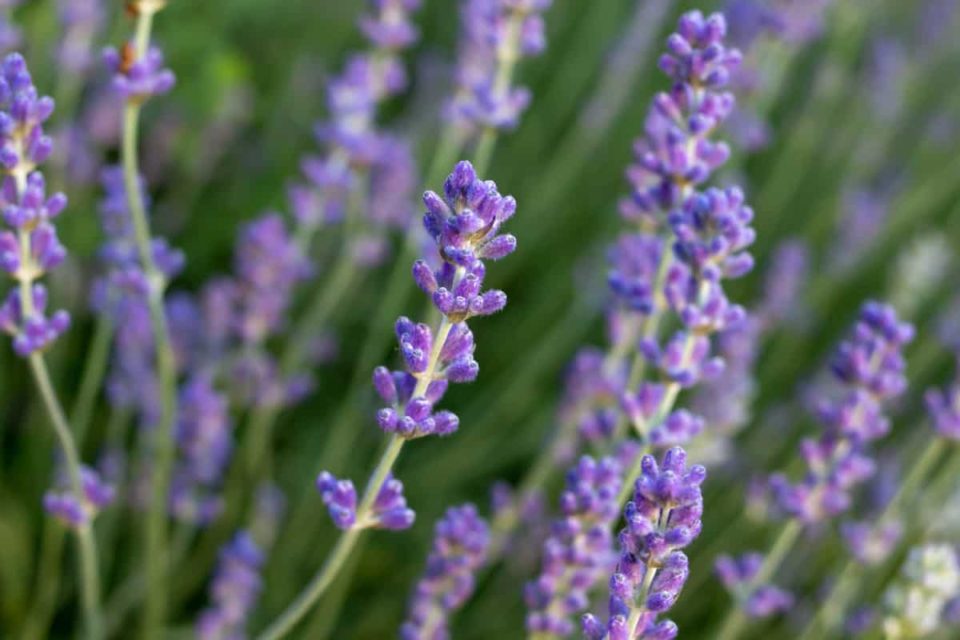 6 Plants That Look Like Lavender (& How To Tell The Difference)