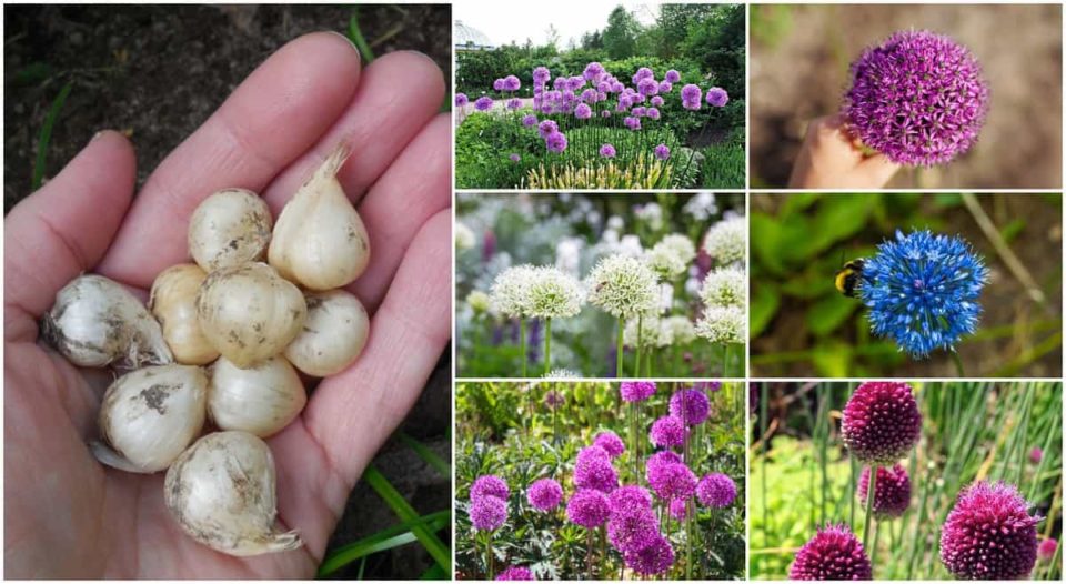 how many allium flowers per bulb