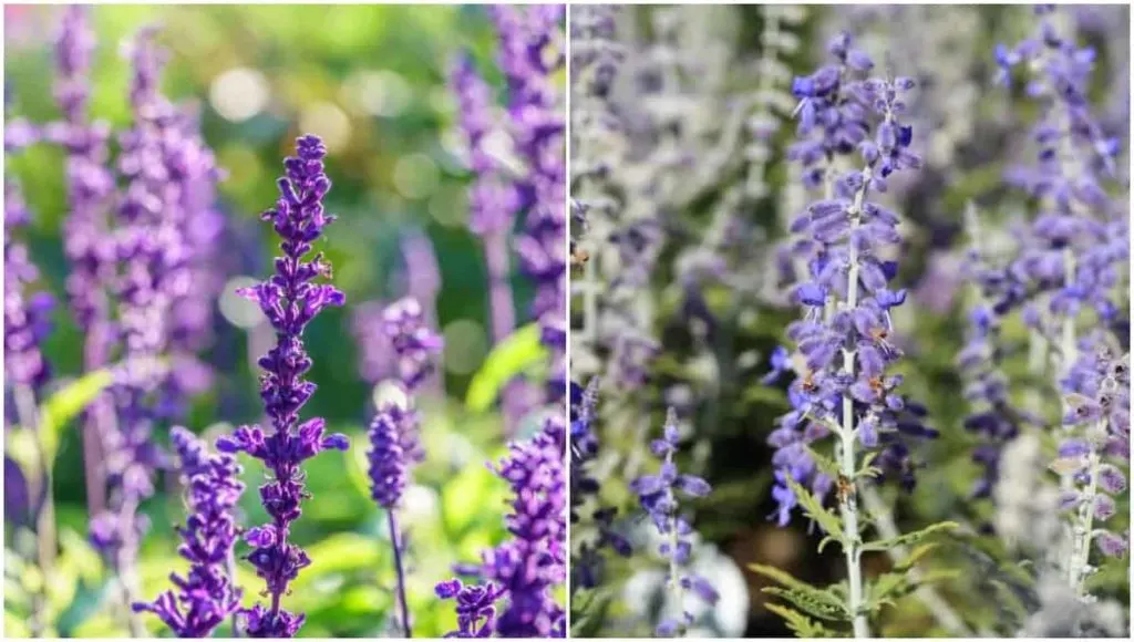 10 Tips for Growing Lavender Plants from Seed - The Kitchen Garten