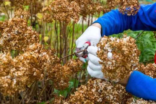 Fall Hydrangea Care: 4 Essential Autumn Jobs For Your Hydrangeas