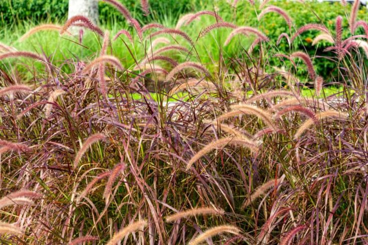 Purple Fountain Grass: Plant Care & Grow Guide