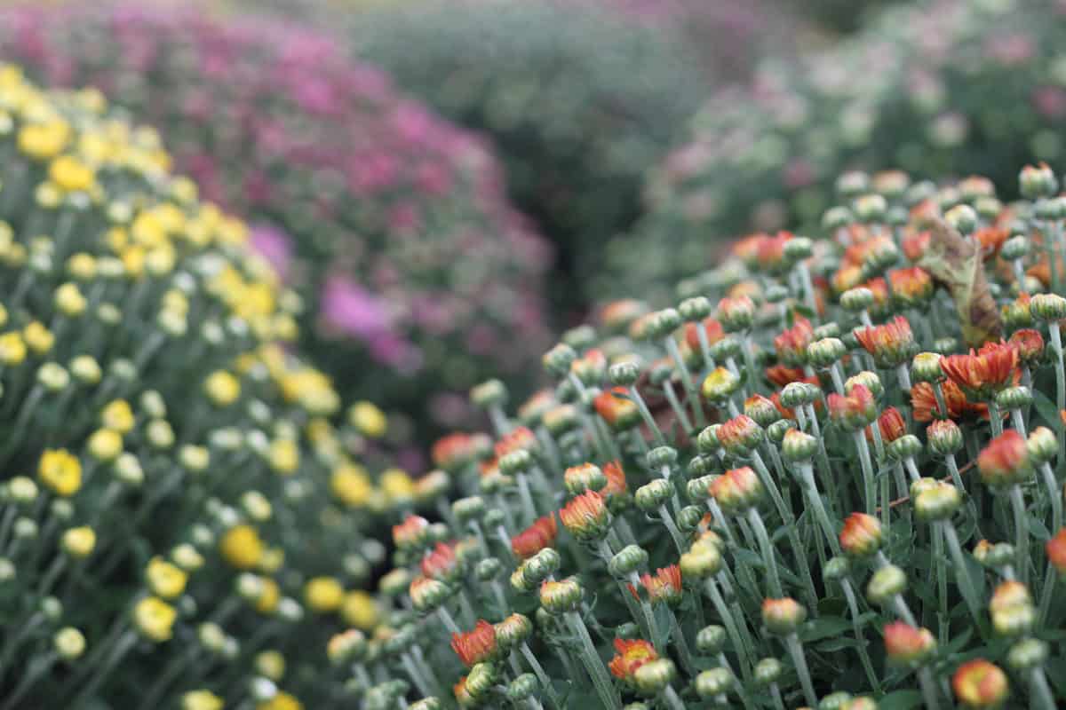 Deadheading Mums More Tips To Make Chrysanthemums Last Longer   Shutterstock 1508342342 Scaled 