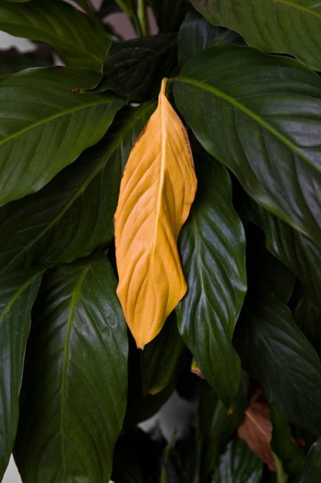 7 Reasons Your Peace Lily Leaves Are Turning Yellow & How To Fix It