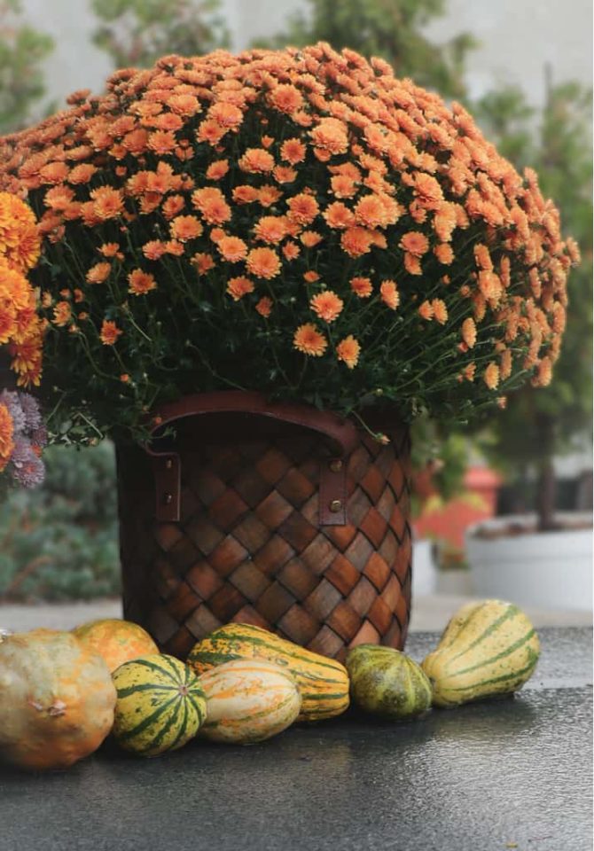 Deadheading Mums + More Tips to Make Chrysanthemums Last Longer