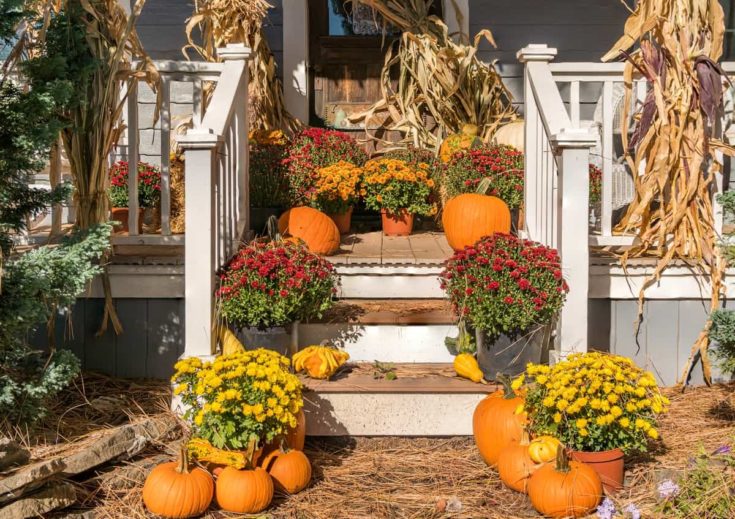 Deadheading Mums + More Tips to Make Chrysanthemums Last Longer