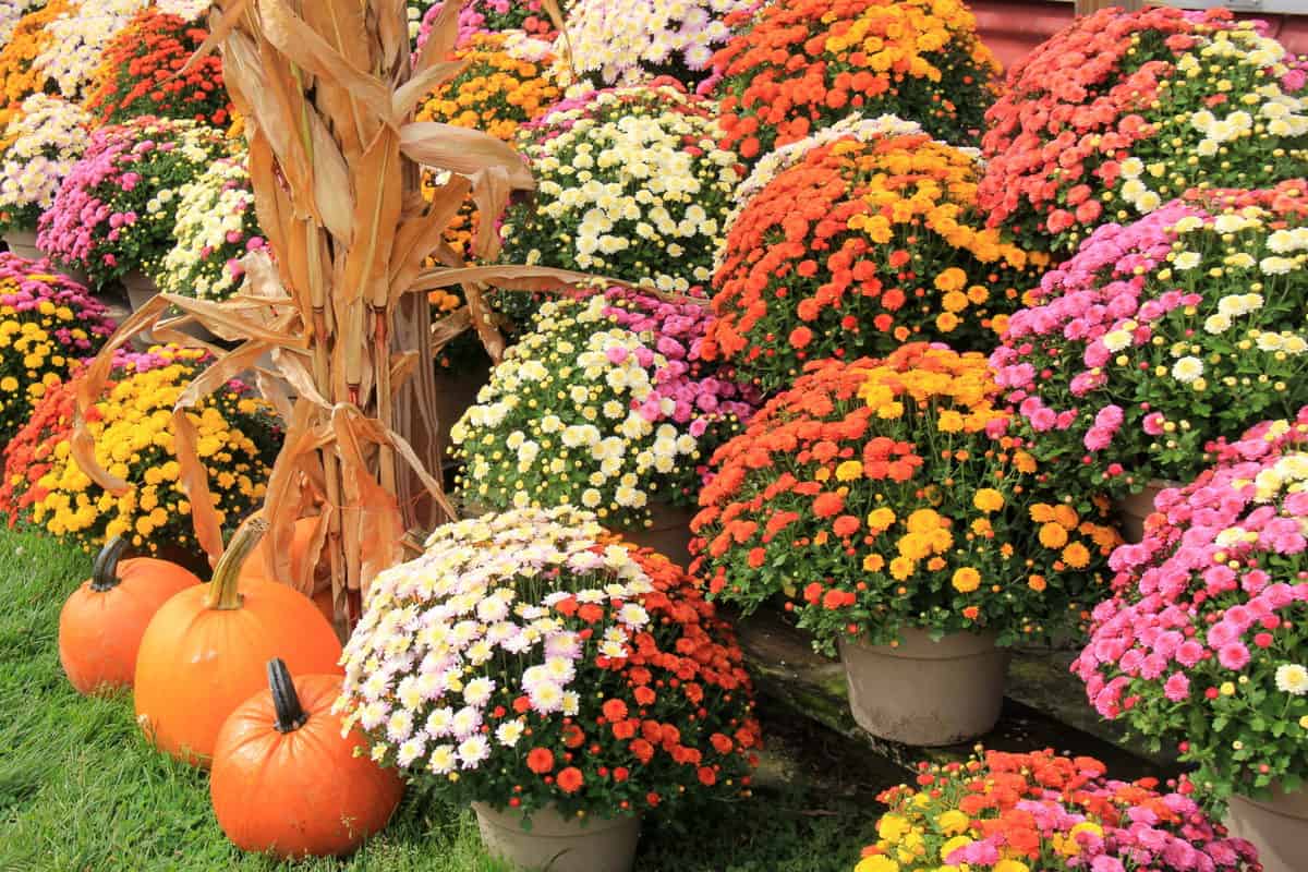 Deadheading Mums + More Tips to Make Chrysanthemums Last Longer