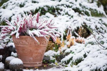 15 Best Plants For Winter Pots & Containers