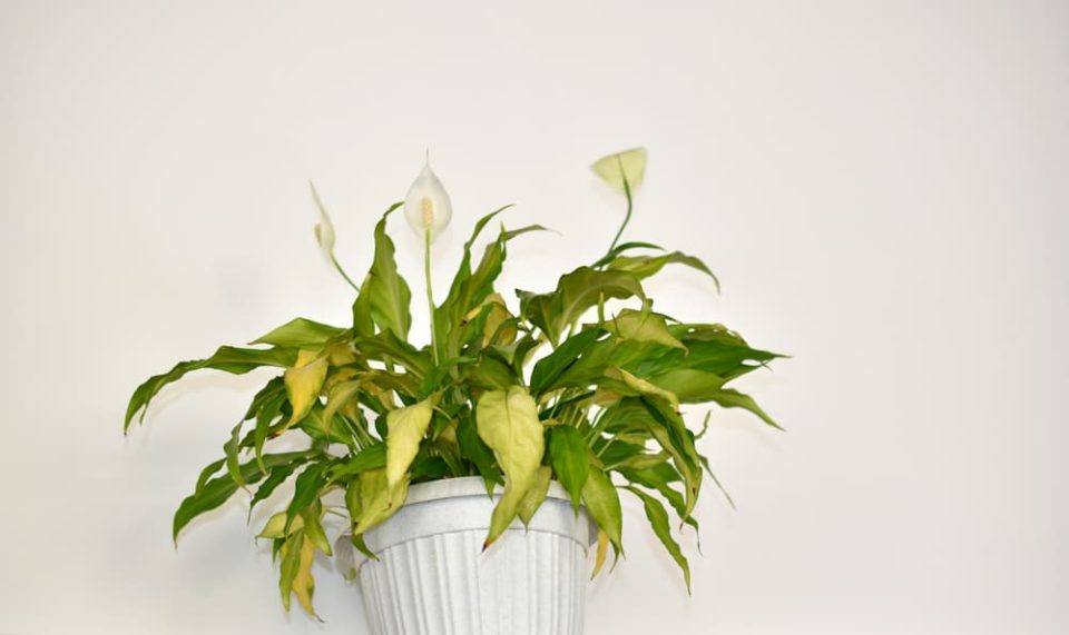 7 Reasons Your Peace Lily Leaves Are Turning Yellow & How To Fix It