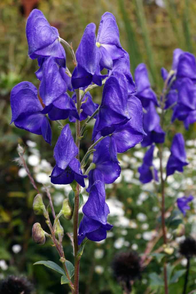 31 Perennial Flowers & Plants For Shady Spots