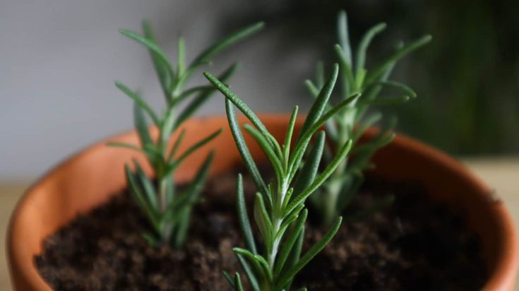 How To Grow Rosemary From Cuttings