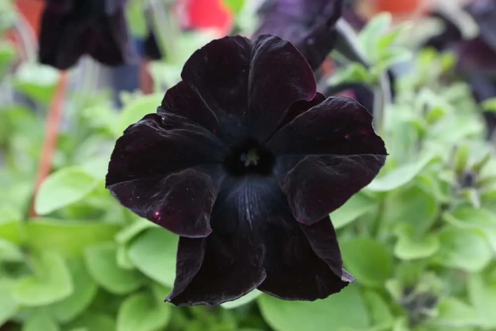 27 Black Flowers: Exploring Nature's Dark Elegance