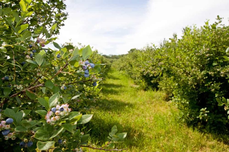 10 Edible Hedges to Create Privacy In Your Backyard