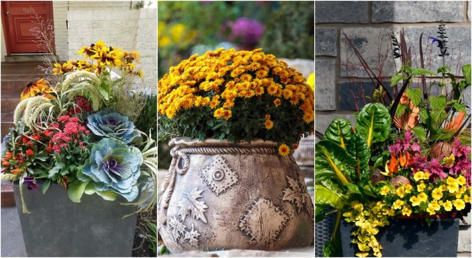 12 Best Plants For Stunning Fall Pots & Container Displays