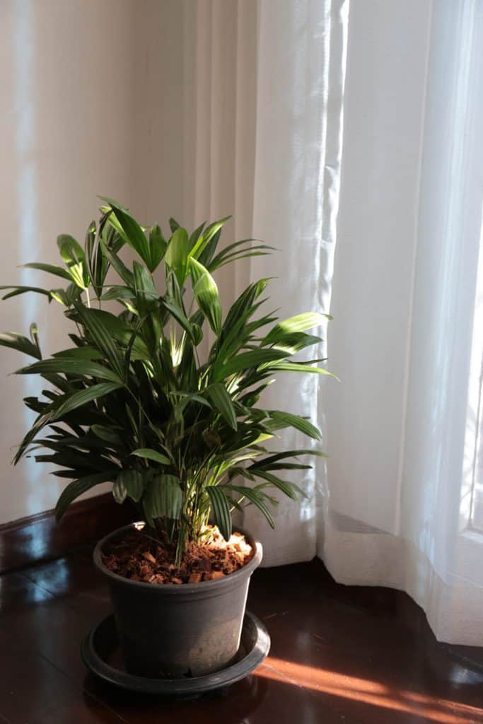 6 Indoor Trees That Thrive In Low Light (& 6 That Won't)