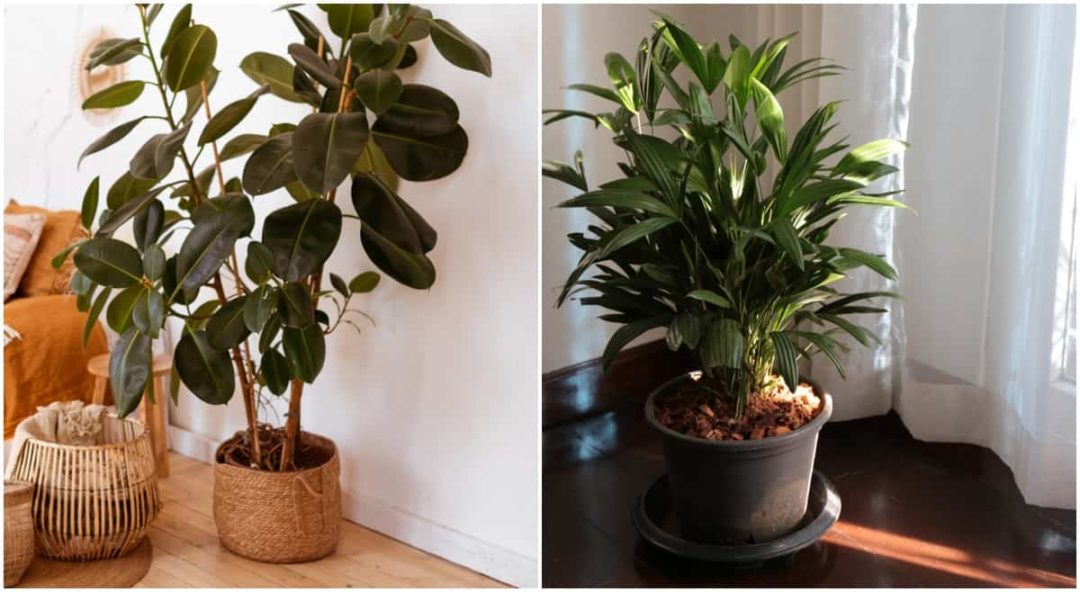 6 Indoor Trees That Thrive In Low Light (& 6 That Won't)