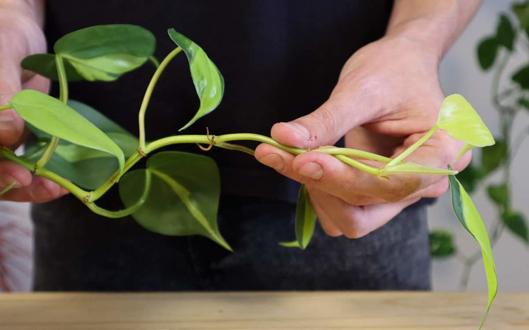 how-to-propagate-philodendron-from-cuttings