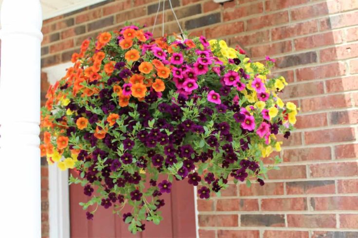 10 Best Plants for A Stunning Fall Hanging Basket