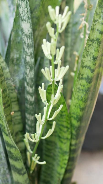 The Elusive Snake Plant Flower: How To Get Your Snake Plant To Bloom