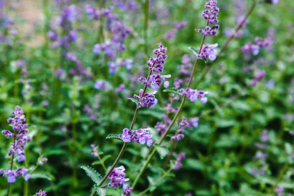 7 Plants That Repel Mosquitoes (& 4 Plants That Don't)