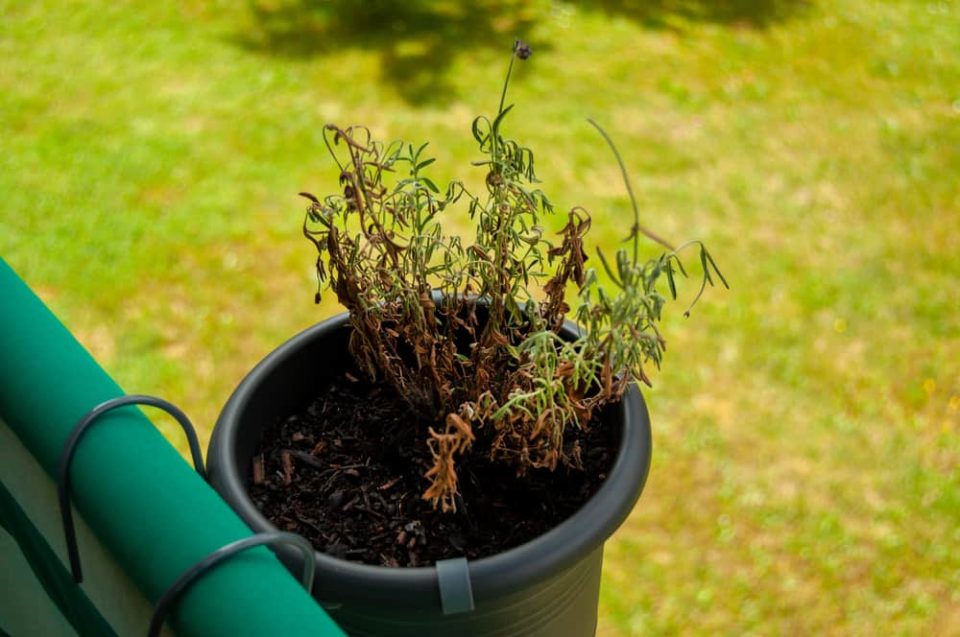 6 Reasons Why Your Lavender Is Dying (& How To Fix It)