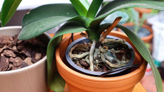 How (& When) To Repot An Orchid