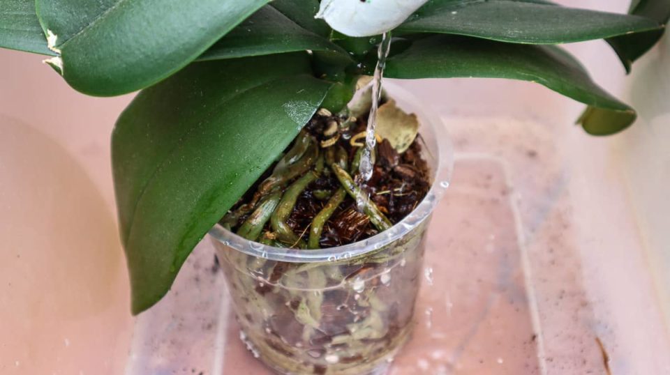 How (& When) To Repot An Orchid