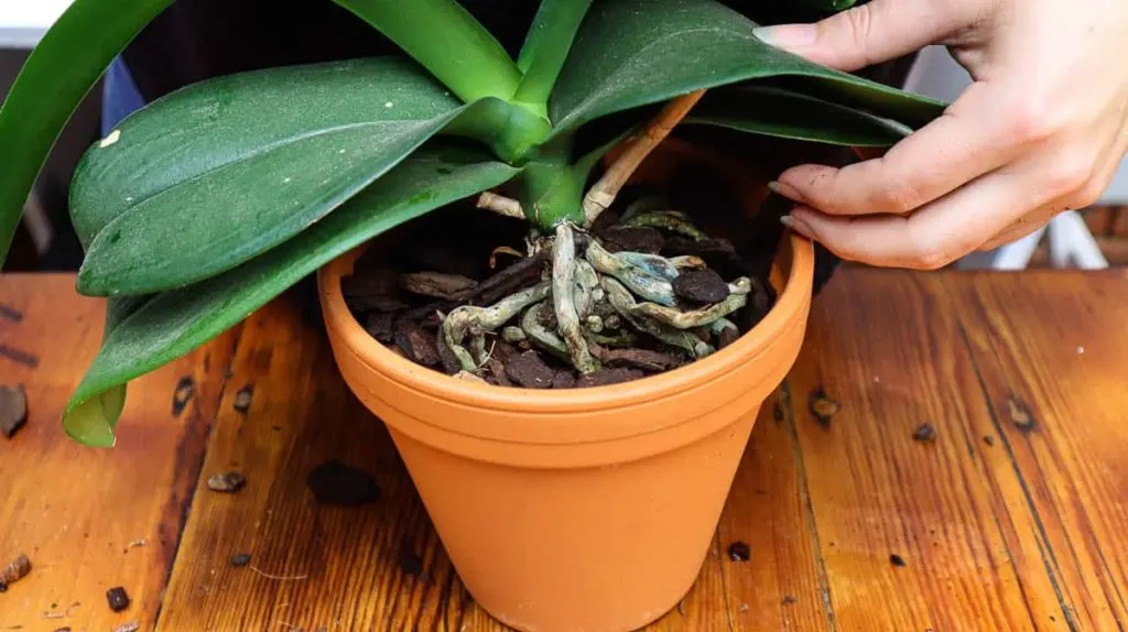 Why Re-Pot Orchids - Plus 4 Clues that Tell You When to Re-Pot Orchids