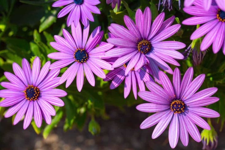 10 Longest Blooming Annual Flowers You Won't Need To Deadhead