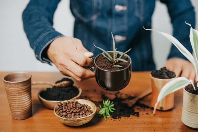 Should You Add Coffee Grounds To Houseplants?