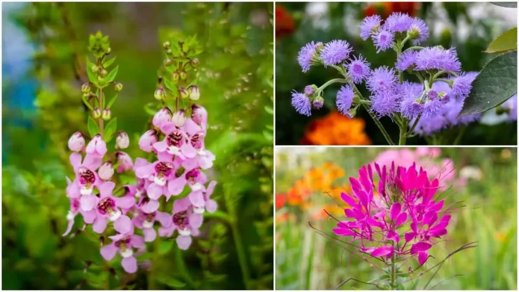 How to Keep Your Annual Flowers Blooming All Summer - Dengarden