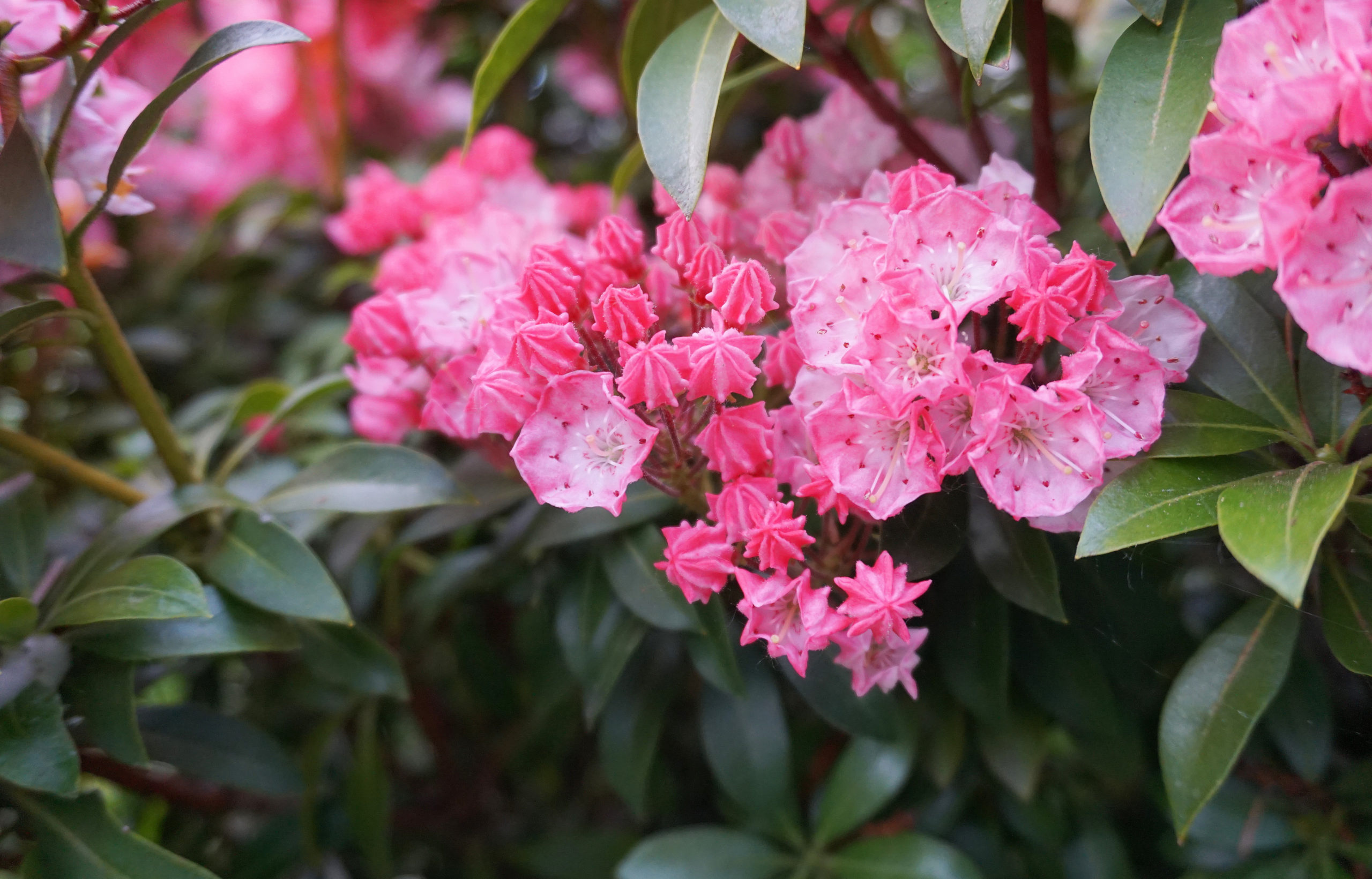 13 Best Shrubs To Grow In Shade