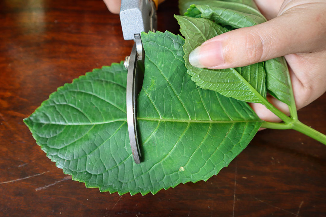 How To Propagate Hydrangeas From Cuttings In 7 Easy Steps