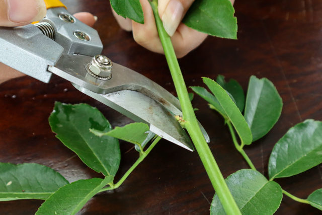 How To Propagate Roses From Cuttings