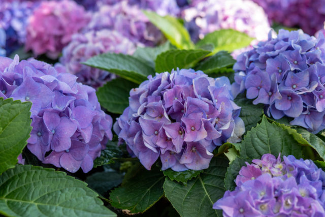 11 Hydrangea Companion Plants (& What Not To Plant With Them)