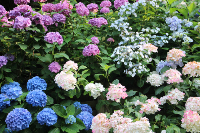 12 Reasons Why Your Hydrangea Isn't Blooming & How To Fix It