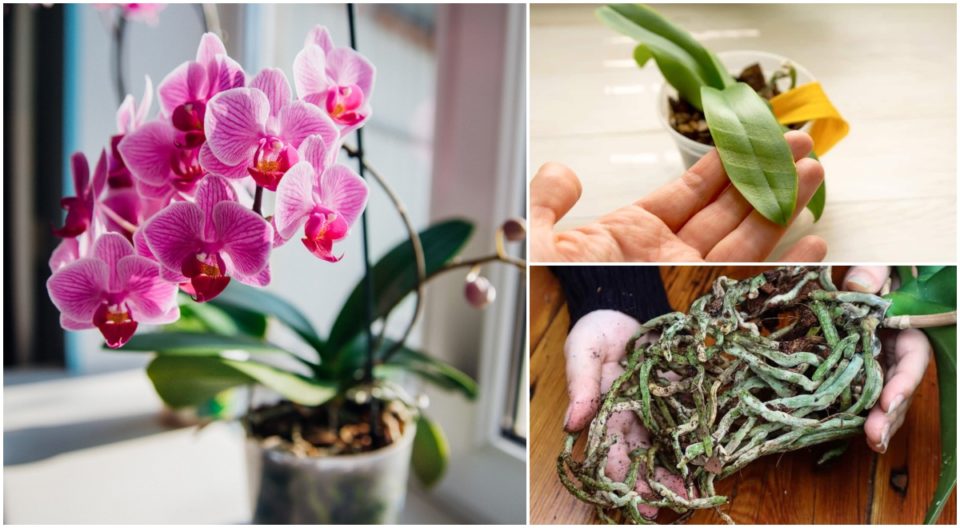 How To Get Your Orchid To Bloom Again