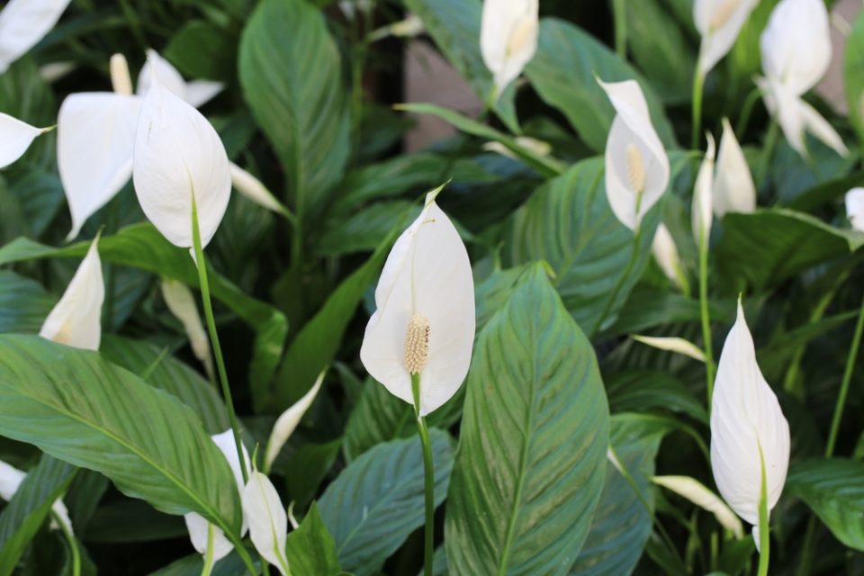 How To Get More Flowers From Your Peace Lily