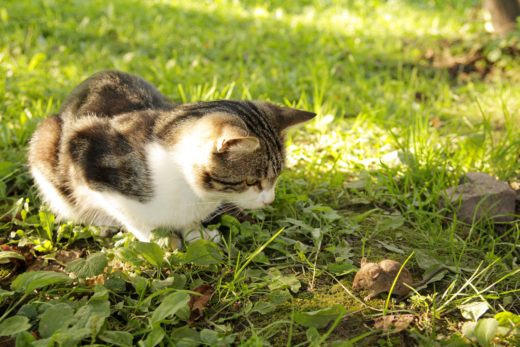 4 Friendly Ways To Keep Cats Out Of Flower Beds & The Vegetable Garden