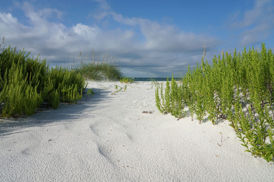 16 Reasons Why Your Rosemary Is Dying (& How To Fix It)