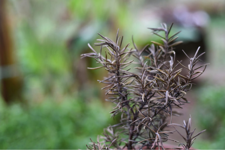 16 Reasons Why Your Rosemary Is Dying (& How To Fix It)